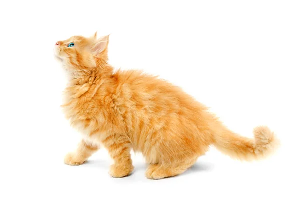 Ginger kitten isolated — Stock Photo, Image