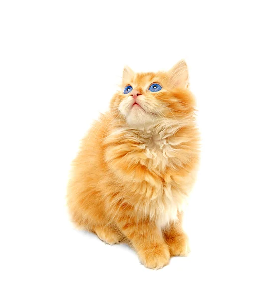 Ginger kitten isolated — Stock Photo, Image