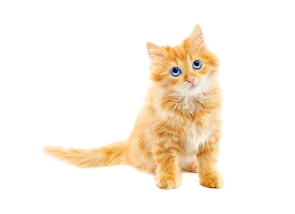 Ginger kitten isolated — Stock Photo, Image