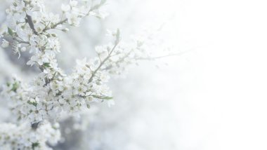 Kiraz ağacı çiçek bahar