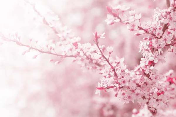 Cherry tree flower in spring — Stock Photo, Image