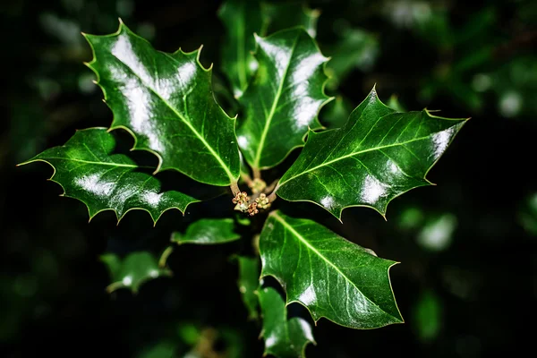 Foglie verde scuro. — Foto Stock