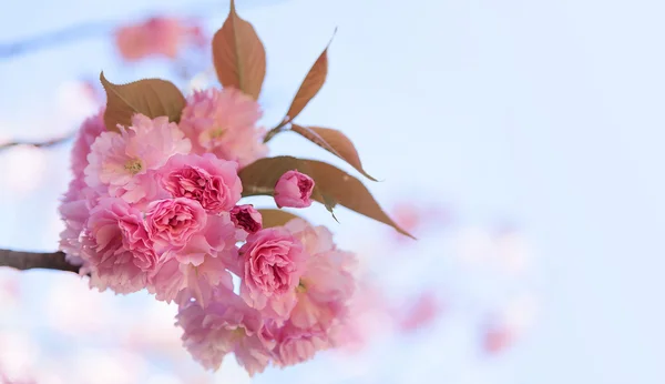 Sakura. — Stock Photo, Image