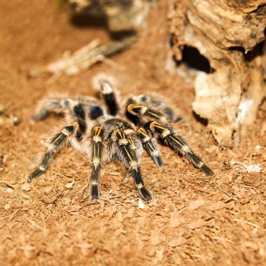 Tarantula 