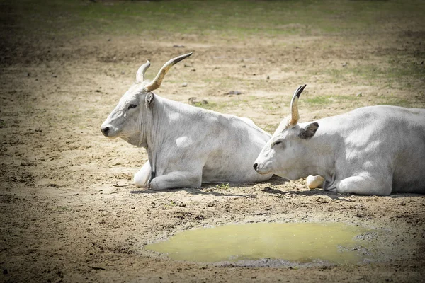 Bufallo blanco — Foto de Stock