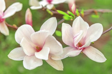 Yumuşak pembe merkezli beyaz bir manolya çiçeği ve bulanık yeşil arkaplan bahar güzelliğini ve doğal zarafeti simgeliyor..