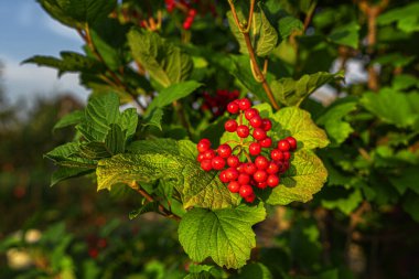 Parlak kırmızı böğürtlen kümeleri ve bahçedeki sıcak güneş ışığıyla aydınlatılan yeşil yapraklarla viburnum dalının yakın görüntüsü..