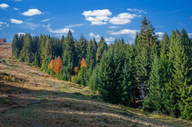 Sonbahar ormanı manzarası. Uzun yeşil ağaçlar, parlak yaprak döken yapraklar ve mavi bulutlu mavi gökyüzünün altında çimenli bir yamaç..