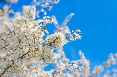 Beyaz bahar çiçekleri, açık mavi gökyüzüne karşı bir ağaç dalında çiçek açar..