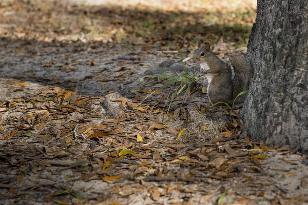 Veverka podzimní den v národních parcích — Stock fotografie