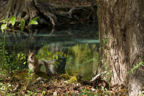 다람쥐가을 날에는 우리 국립 공원 — 스톡 사진