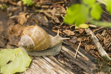gezinme salyangoz güneşli yaz gün