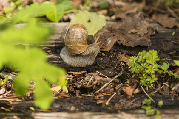 Crawling snail sunny summer day — Stock Photo, Image