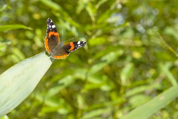 Schmetterling sitzt auf dem Blatt vor verschwommenem grünen Hintergrund — Stockfoto