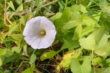 Beyaz Calystegia de denilen gündüzsefası veya Morning Glory, yaz güneşi altında