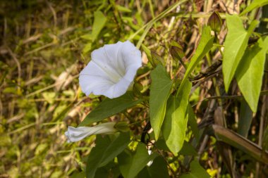 Beyaz Calystegia de denilen gündüzsefası veya Morning Glory, yaz güneşi altında
