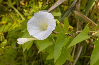 Beyaz Calystegia de denilen gündüzsefası veya Morning Glory, yaz güneşi altında