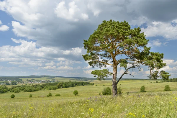 Одинокая сосна стоит одна на фоне голубого неба с лесом — стоковое фото