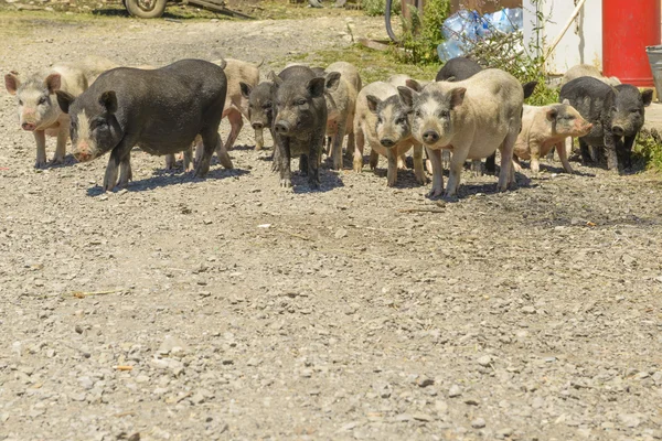 村の農場で豚 — ストック写真