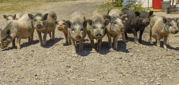 Schweine auf einem Scheunenhof im Dorf — Stockfoto