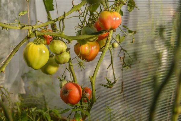 Томатное растение со свежими зелеными помидорами в теплице — стоковое фото