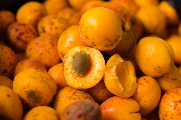 Apricot with bone closeup — Stock Photo, Image