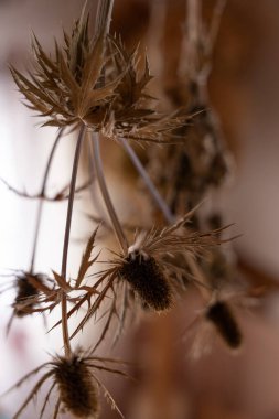 Sıcak Kırsal İç Işıkta Kurumuş Çiçekler