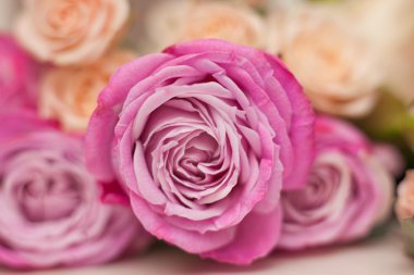 Pembe gül yakın plan