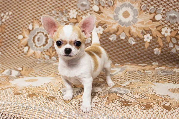 Bir köpek, bir Chihuahua cinsi. Erkek, çocuk..