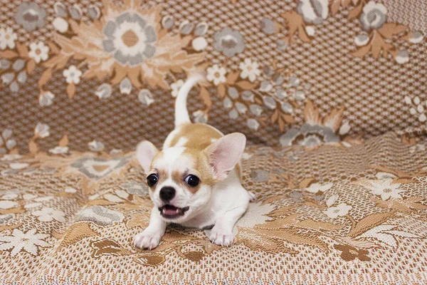Pies Rasy Chihuahua Mężczyzna Chłopiec — Zdjęcie stockowe