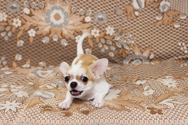 Bir köpek, bir Chihuahua cinsi. Erkek, çocuk..