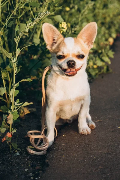 Güneşte Yatan Bir Chihuahua Fotoğraf Çekimi Için Poz Verir — Stok fotoğraf