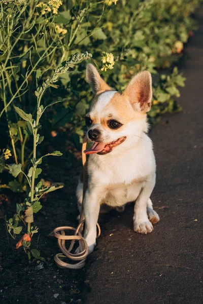 Güneşte yatan bir chihuahua fotoğraf çekimi için poz verir..