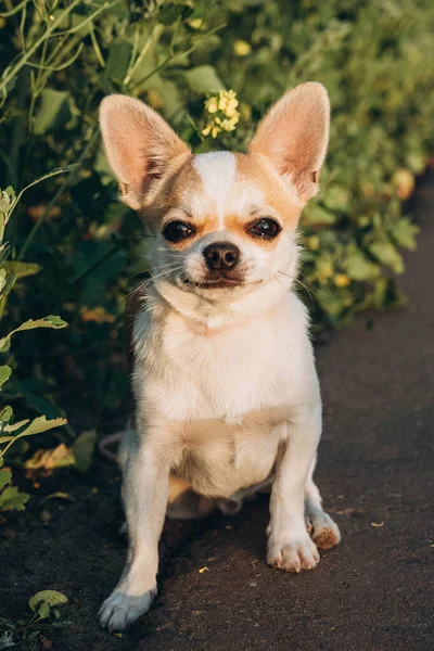 Chihuahua Lies Sun Poses Photo Shoot — Stock Photo, Image
