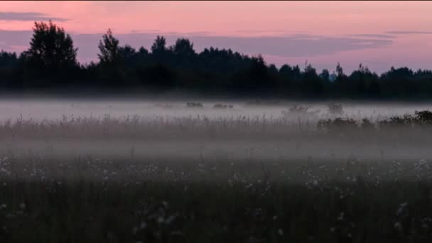 Zeitraffer Morgendlicher Sommernebel Auf Den Wiesen — Stockvideo