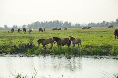 At, inek ve boğa alanında