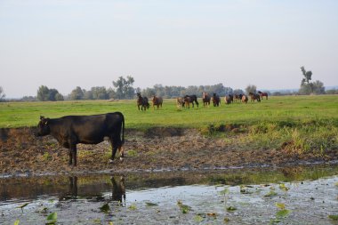 At, inek ve boğa alanında