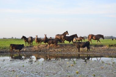 At, inek ve boğa alanında