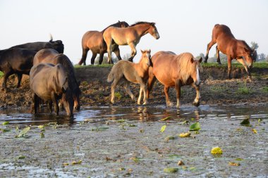 At, inek ve boğa alanında