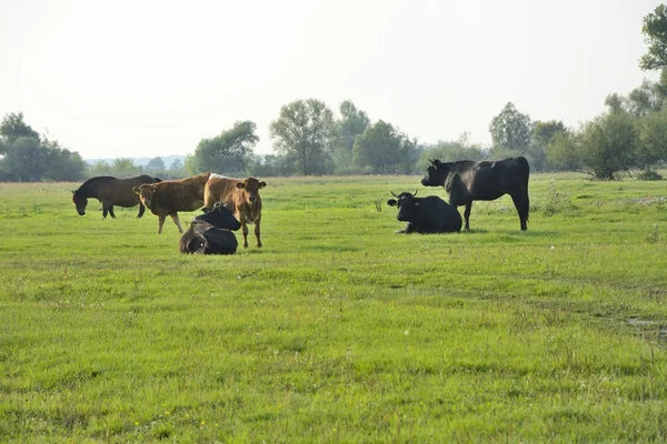 Konie, krowy i byki w dziedzinie — Zdjęcie stockowe