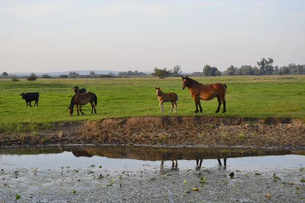 Konie, krowy i byki w dziedzinie — Zdjęcie stockowe