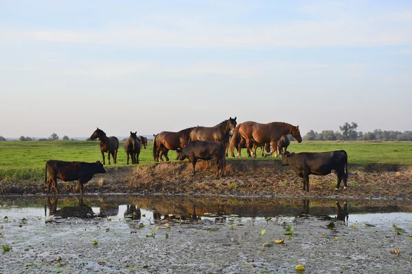 Koně, krávy a býci v poli — Stock fotografie