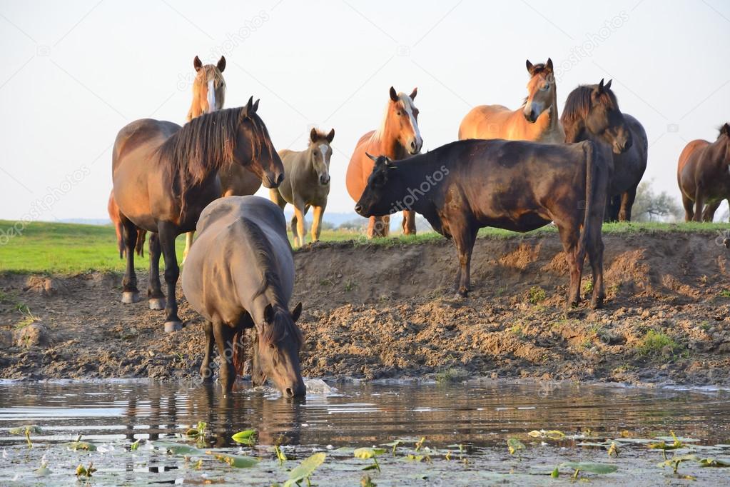 Horses, cows and bulls in the field