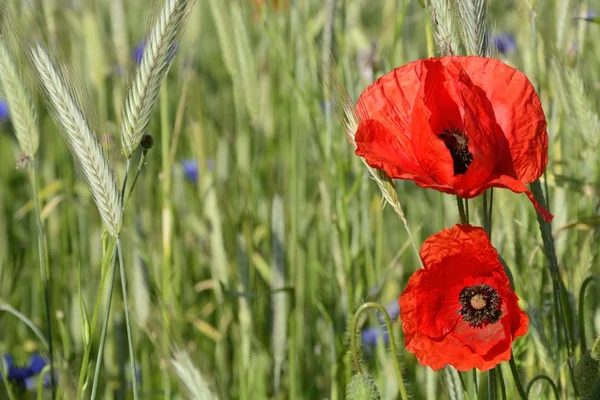 Kırsal manzara - kırmızı haşhaş