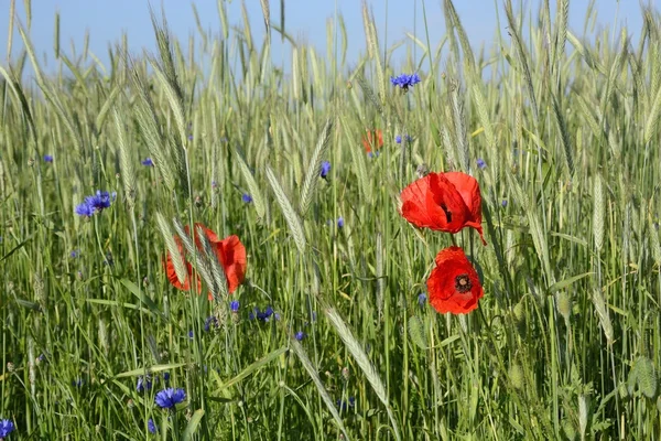 Kırsal manzara - kırmızı haşhaş