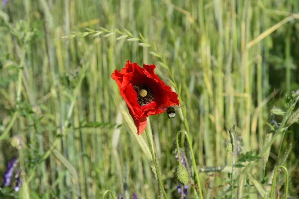 Paisaje rural - amapolas rojas — Foto de Stock