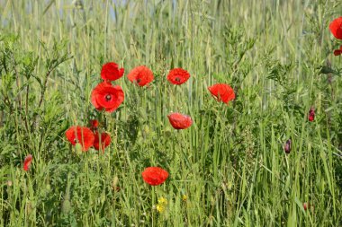 Kırsal manzara - kırmızı haşhaş