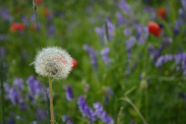 Kırsal manzara - karahindiba