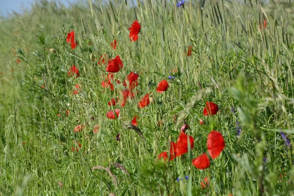 Rural landscape - red poppies — Stock Photo, Image