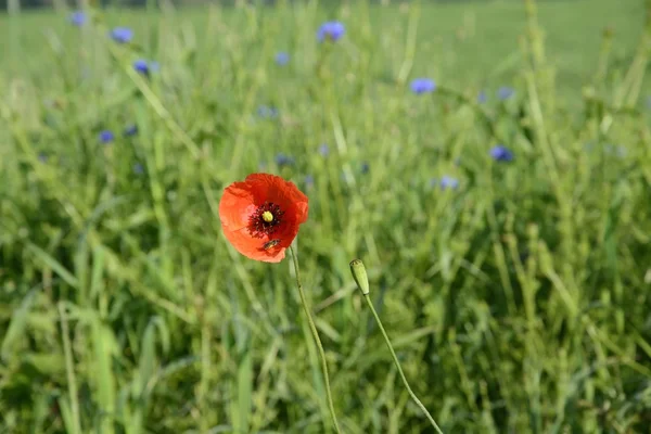 Paisaje rural - amapolas rojas —  Fotos de Stock